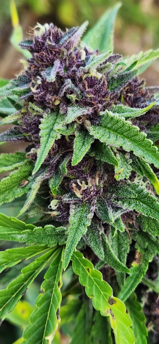 Meltdown f2 13 seeds free shipping to U.S. - Image 3