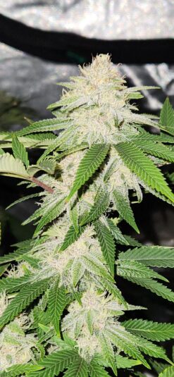 Meltdown f2 13 seeds free shipping to U.S.