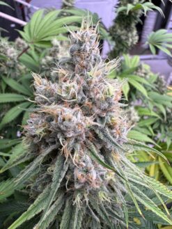 Divine LemonAid cannabis seeds