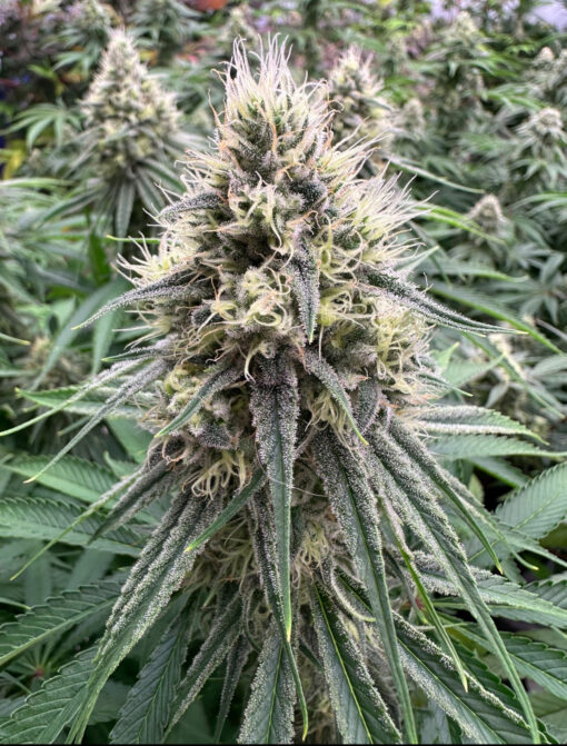 Divine LemonAid marijuana plant, bred by Annunaki Genetics
