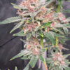 DurbanSkunk