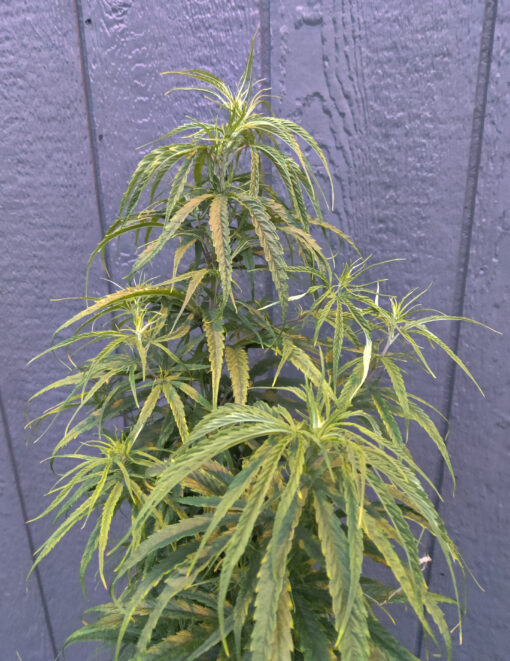 Colombia Gold cannabis clone