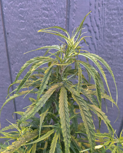 70s Colombia Gold marijuana strain