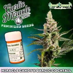 Garlic Miracle Candy - Feminized Seeds