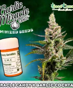 Garlic Miracle Candy - Feminized Seeds