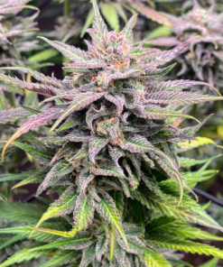 SkunkBerry Headband