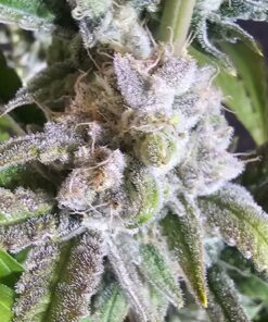Sour Bill