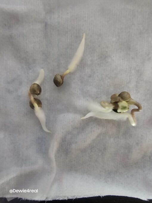 Green Corn - Image 3