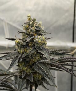 Biscotti x Apples and Bananas 12+ Feminized seeds