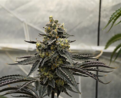 Biscotti x Apples and Bananas 12+ Feminized seeds