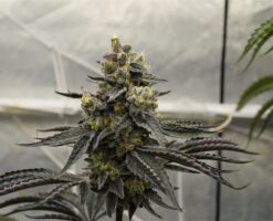 Biscotti x Apples and Bananas 12+ Feminized seeds
