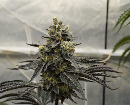 Biscotti x Apples and Bananas 12+ Feminized seeds