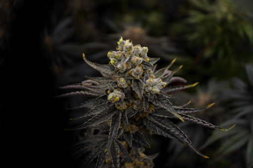 Biscotti x Apples and Bananas 12+ Feminized seeds - Image 2