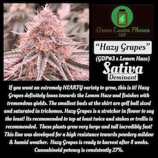 Green Luster Phenos Hazy Grape 12 pack