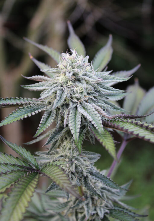 Paradisiac cannabis plant