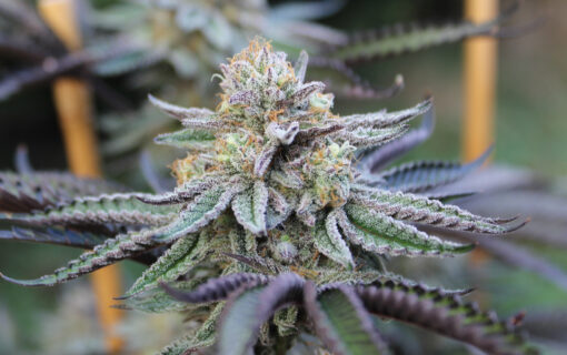 ℙ????????? Unrooted cuttings (3) | Annunaki Genetics - Image 9