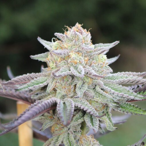 ℙ????????? rooted clone | Annunaki Genetics - Image 4