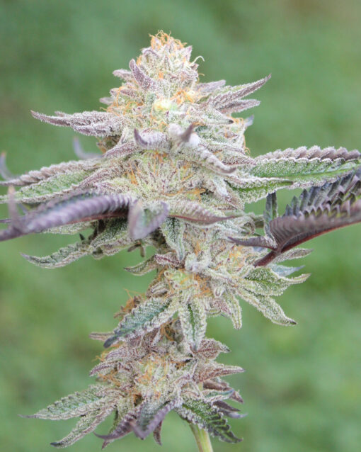 ℙ????????? rooted clone | Annunaki Genetics - Image 5