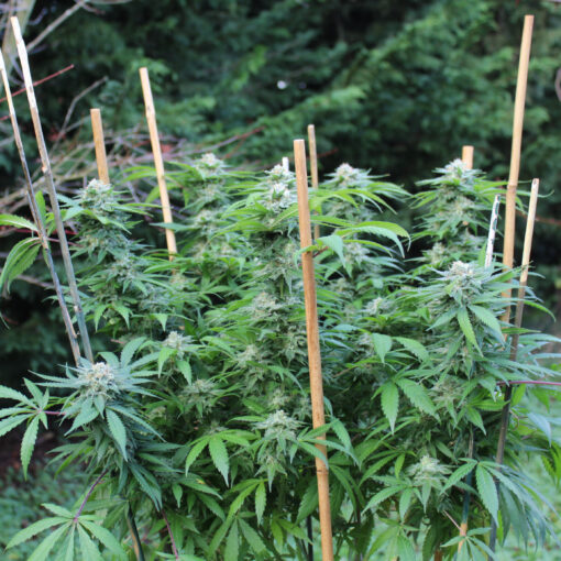 Orange Kush unrooted cuttings (3) - Image 4