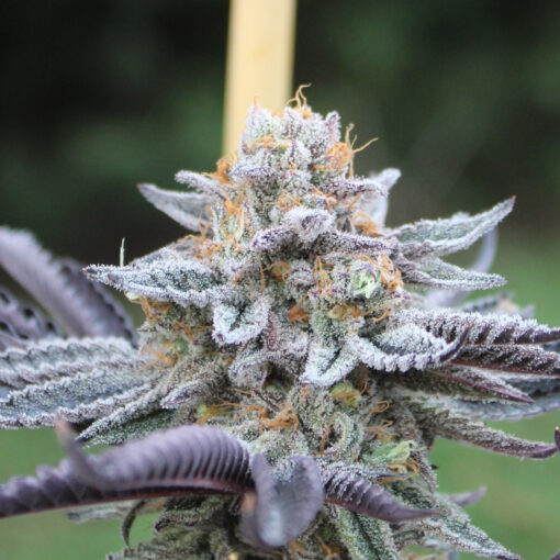 ℙ????????? Unrooted cuttings (3) | Annunaki Genetics - Image 10