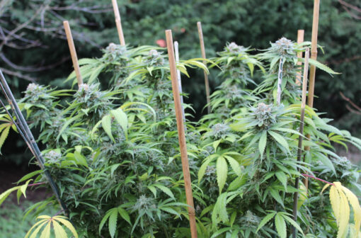 Orange Kush rooted clone - Image 5