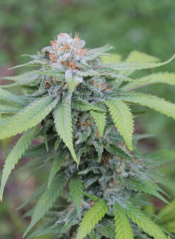 Orange Kush cannabis strain