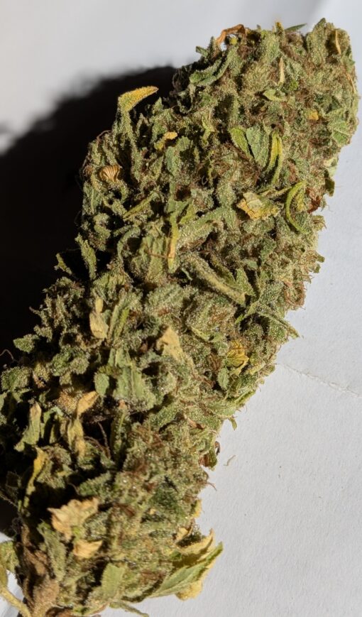 Maui Blues (H) Maui Waui (S) x The Blues (I)