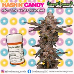 Hash N' Candy - Regular Seeds