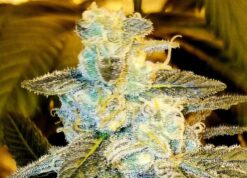 Island Widow (Caribbean Cookies x White Widow) - 12 Regs
