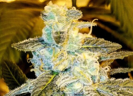 Island Widow (Caribbean Cookies x White Widow) - 12 Regs