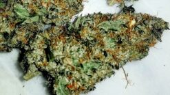 Citral Lights (Northern Lights x Citral Skunk) - 12 Regs