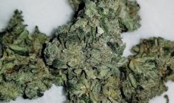 Blue Peel (Blue Dream x Lemon Skunk) - 12 Regs