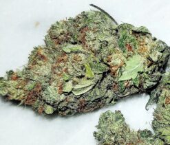 Big Stank (Big Bud x Skunk #1) - 12 Regs