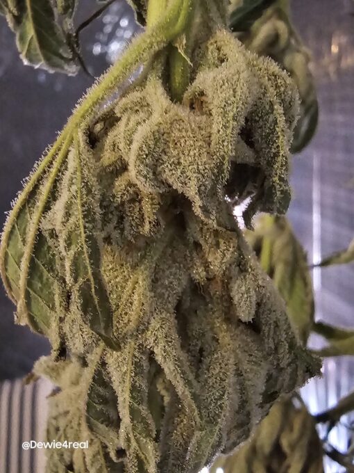 Green Corn - Image 4