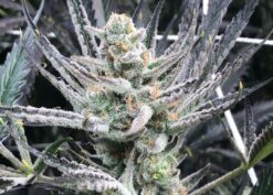 Chimera OG Flower