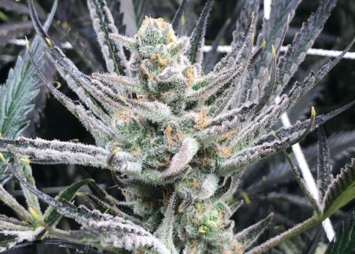 Chimera OG Flower