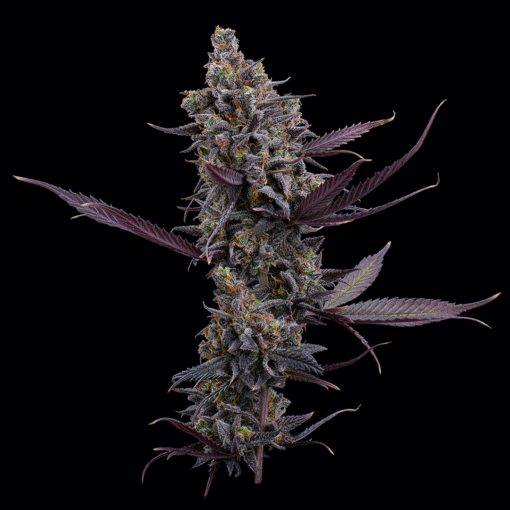 CP XX Flower