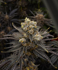 Biscotti x Apples and Bananas 30+ Feminized seeds