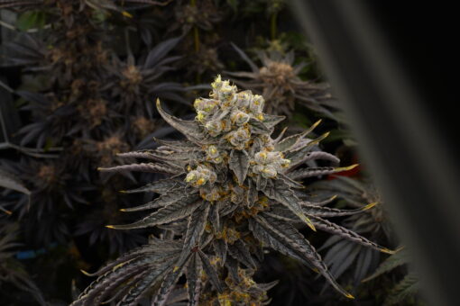 Biscotti x Apples and Bananas 30+ Feminized seeds