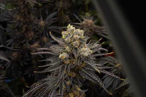 Biscotti x Apples and Bananas 30+ Feminized seeds