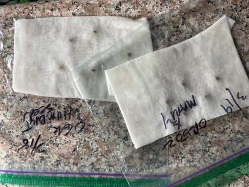 New strain - four-pack Oreoz x Marty OG (Mac x OG Kush) - F1 $2/ea seed - Image 6