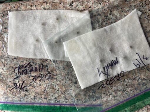 New strain - four-pack Oreoz x Marty OG (Mac x OG Kush) - F1 $2/ea seed - Image 6
