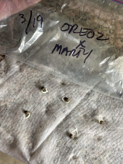 New strain - four-pack Oreoz x Marty OG (Mac x OG Kush) - F1 $2/ea seed - Image 12