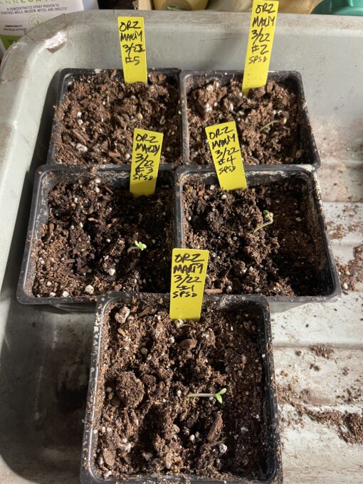 New strain - four-pack Oreoz x Marty OG (Mac x OG Kush) - F1 $2/ea seed - Image 5