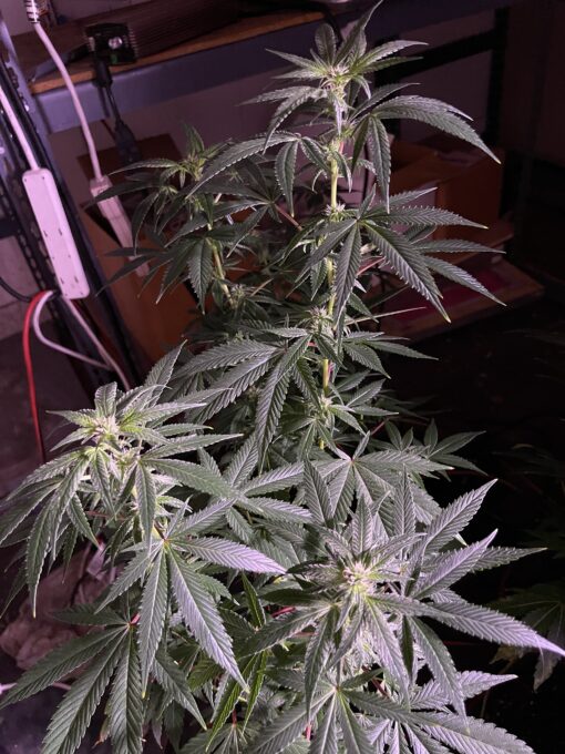 New strain - four-pack Oreoz x Marty OG (Mac x OG Kush) - F1 $2/ea seed - Image 8