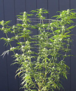Santa Marta Colombia Gold cannabis strain