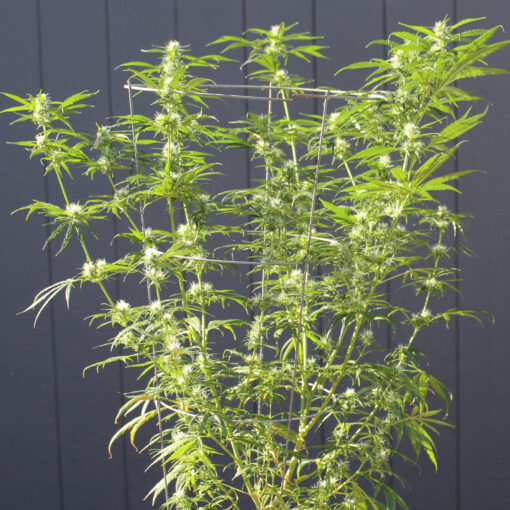 Santa Marta Colombia Gold unrooted cuttings - Image 3