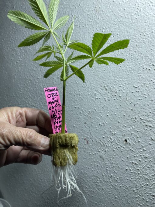 New strain - four-pack Oreoz x Marty OG (Mac x OG Kush) - F1 $2/ea seed - Image 9