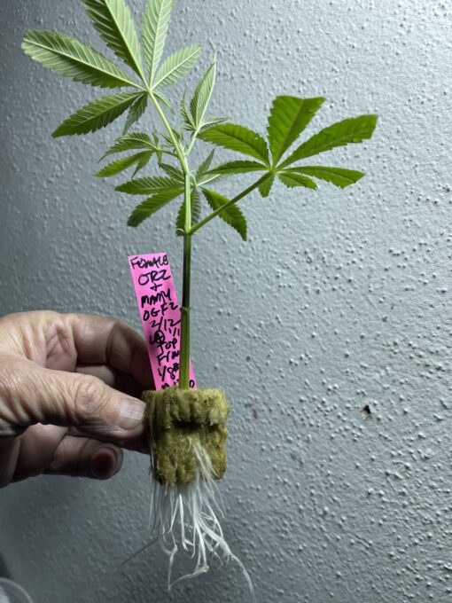 New strain - four-pack Oreoz x Marty OG (Mac x OG Kush) - F1 $2/ea seed - Image 9