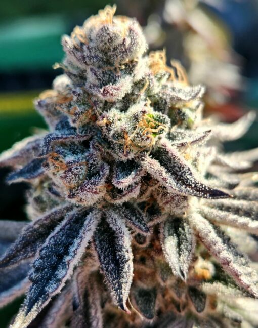 Yeti Butt Breath F1